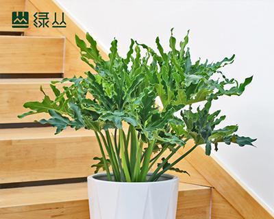春羽植物放在卧室安全吗？需要注意什么？