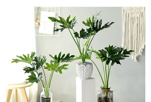 春羽植物放在卧室安全吗？需要注意什么？