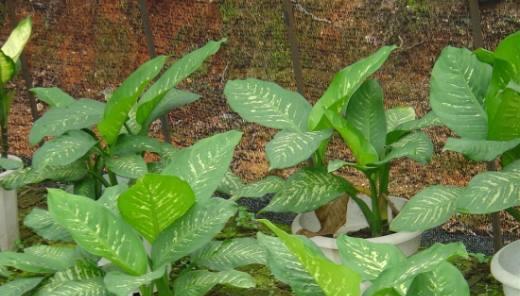 万年青用什么肥料好?如何正确施肥促进生长?