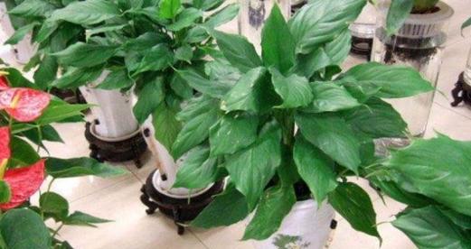 万年青用什么肥料好?如何正确施肥促进生长? 万年青用什么肥料好?如何正确施肥促进生长?