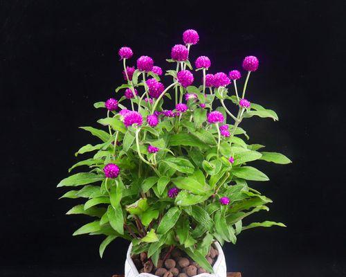 家中养花需谨慎:有毒的盆栽花卉有哪些?如何识别和处理? 家中养花需谨慎:有毒的盆栽花卉有哪些?如何识别和处理?