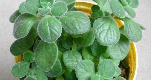 碰碰香如何生长?其生长环境条件有哪些要求? 碰碰香如何生长?其生长环境条件有哪些要求?