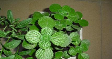 碰碰香如何生长?其生长环境条件有哪些要求?