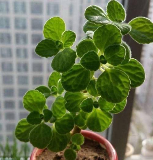 碰碰香如何生长?其生长环境条件有哪些要求? 碰碰香如何生长?其生长环境条件有哪些要求?