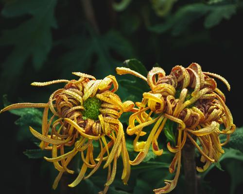 菊花属于什么植物类别？它真的是花吗？