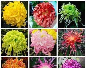 菊花属于什么植物类别？它真的是花吗？