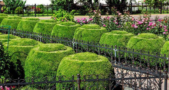 路边花坛常见的植物有哪些?如何进行养护管理? 路边花坛常见的植物有哪些?如何进行养护管理?