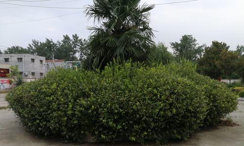 路边花坛常见的植物有哪些?如何进行养护管理? 路边花坛常见的植物有哪些?如何进行养护管理?