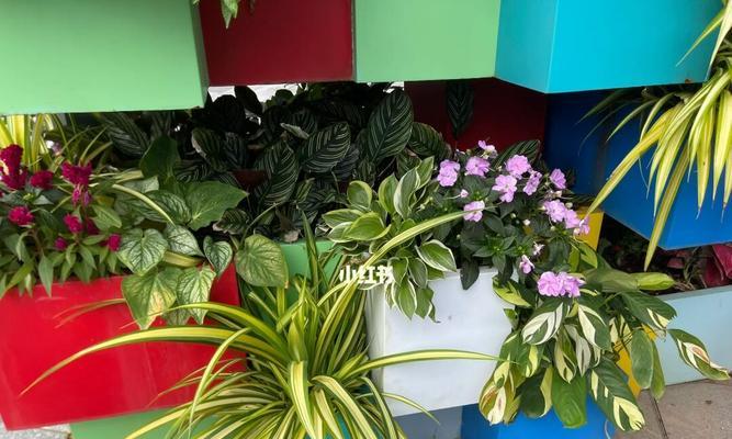 路边花坛常见的植物有哪些?如何进行养护管理?