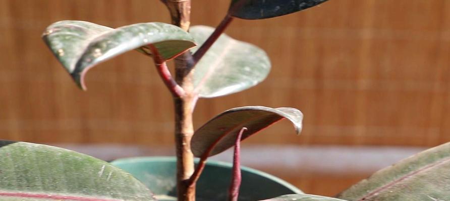 橡皮树浇水要浇透吗?每次浇水多少合适?