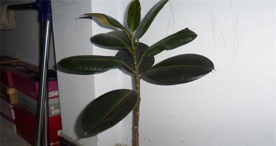 橡皮树浇水要浇透吗?每次浇水多少合适? 橡皮树浇水要浇透吗?每次浇水多少合适?