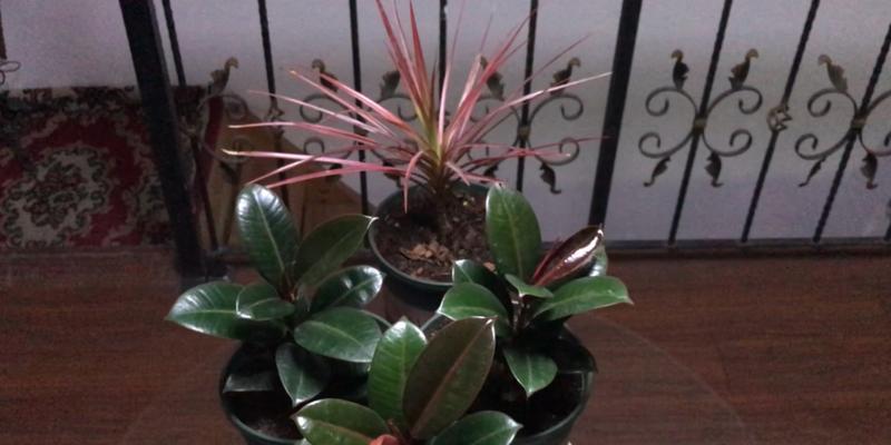 橡皮树浇水要浇透吗?每次浇水多少合适? 橡皮树浇水要浇透吗?每次浇水多少合适?