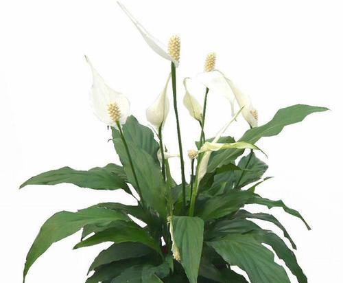 白鹤芋适合放在哪里?室内摆放的最佳位置是什么? 白鹤芋适合放在哪里?室内摆放的最佳位置是什么?