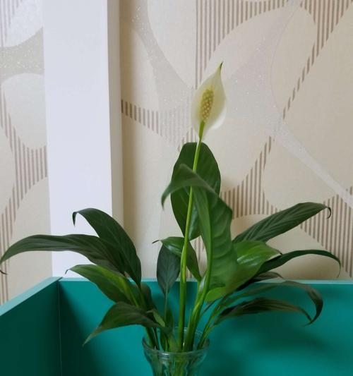 白鹤芋适合放在哪里?室内摆放的最佳位置是什么? 白鹤芋适合放在哪里?室内摆放的最佳位置是什么?