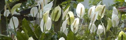 白鹤芋适合放在哪里?室内摆放的最佳位置是什么? 白鹤芋适合放在哪里?室内摆放的最佳位置是什么?