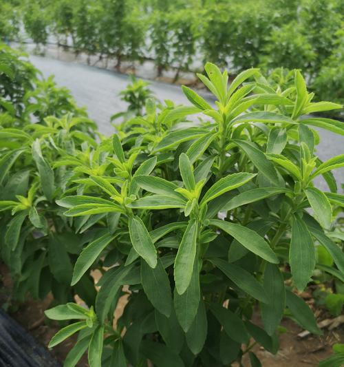 菊花的根长什么样？如何辨别菊花的根系？