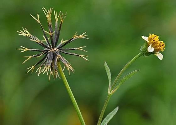 菊花的根长什么样?如何辨别菊花的根系? 菊花的根长什么样?如何辨别菊花的根系?