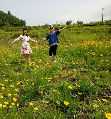 菊花的根长什么样?如何辨别菊花的根系? 菊花的根长什么样?如何辨别菊花的根系?