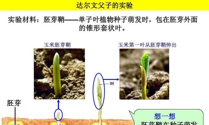 海藻发芽需要多长时间？如何快速促进海藻发芽？