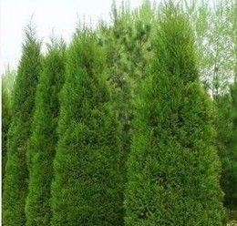 塔松是什么植物?塔松的特点和常见问题解答?