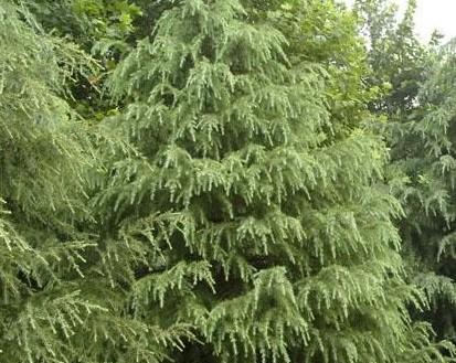 塔松是什么植物?塔松的特点和常见问题解答? 塔松是什么植物?塔松的特点和常见问题解答?