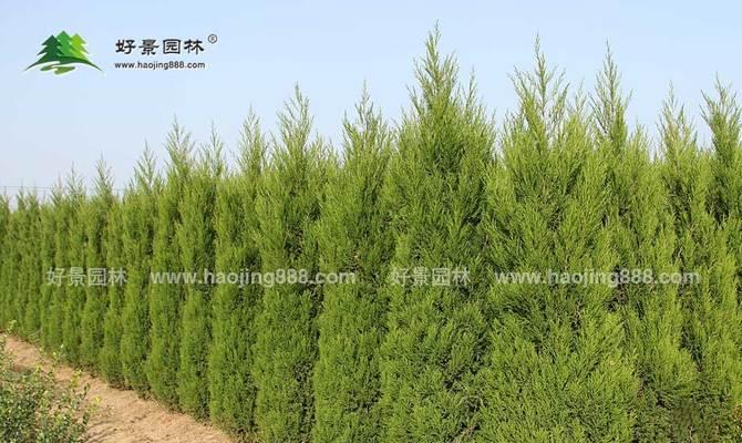 塔松是什么植物?塔松的特点和常见问题解答? 塔松是什么植物?塔松的特点和常见问题解答?