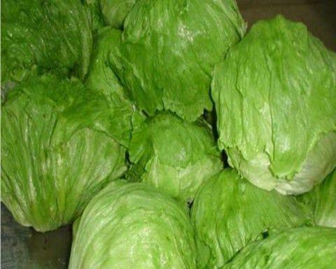 圆生菜是什么菜?圆生菜的营养价值和食用方法有哪些?