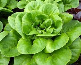 圆生菜是什么菜？圆生菜的营养价值和食用方法有哪些？