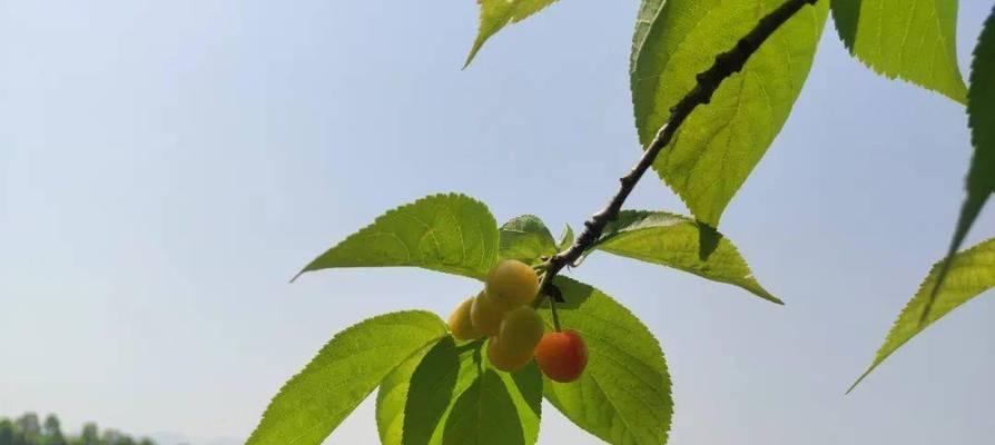 汉中樱桃何时成熟最佳？采摘时间表是什么？