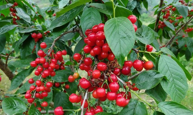 汉中樱桃何时成熟最佳？采摘时间表是什么？