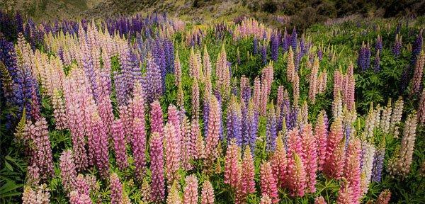 随意草的花语是什么?如何正确解读随意草的含义?