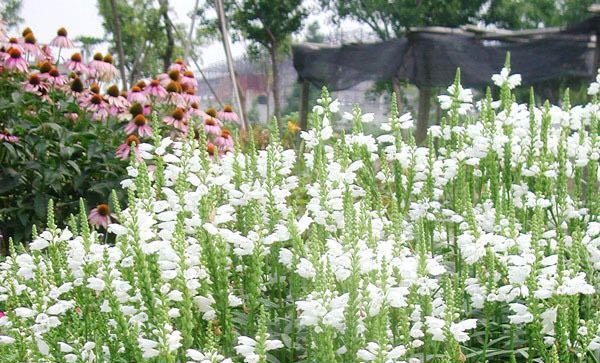随意草的花语是什么?如何正确解读随意草的含义? 随意草的花语是什么?如何正确解读随意草的含义?