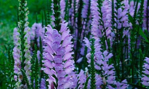 随意草的花语是什么?如何正确解读随意草的含义? 随意草的花语是什么?如何正确解读随意草的含义?