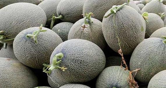 哈密瓜种子能吃吗?哈密瓜种子的正确食用方法是什么? 哈密瓜种子能吃吗?哈密瓜种子的正确食用方法是什么?