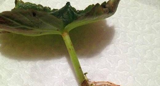 如何快速让海棠扦插生根？海棠扦插生根的秘诀是什么？