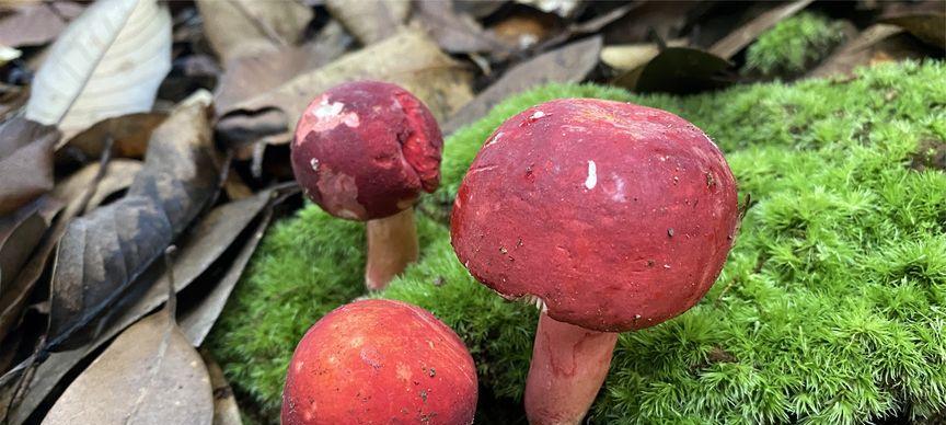 红菇生长需要哪些环境条件？其独特特点是什么？