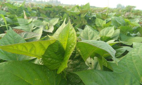 白地瓜什么时候上市?如何判断成熟度? 白地瓜什么时候上市?如何判断成熟度?