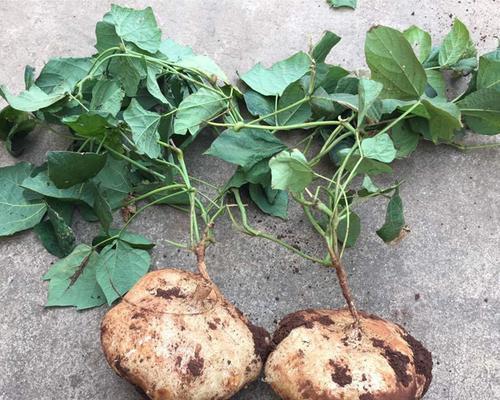 白地瓜什么时候上市?如何判断成熟度? 白地瓜什么时候上市?如何判断成熟度?