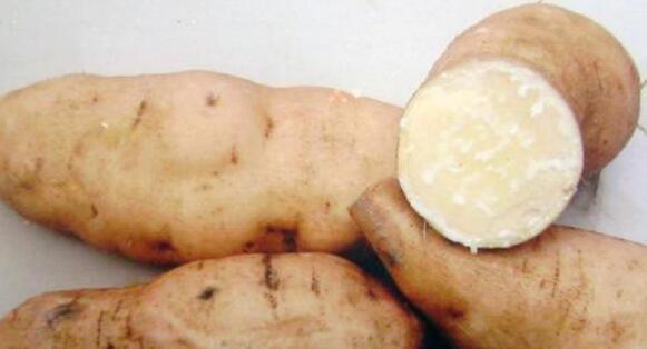 白地瓜什么时候上市？如何判断成熟度？