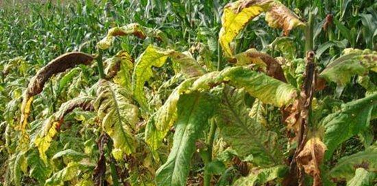 西瓜青枯病用什么药?有效防治方法有哪些?