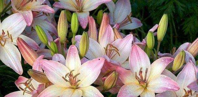 香水百合的花语是什么?如何正确解读? 香水百合的花语是什么?如何正确解读?