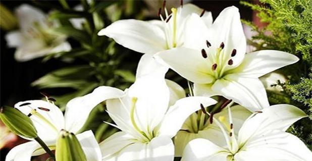 香水百合的花语是什么?如何正确解读? 香水百合的花语是什么?如何正确解读?