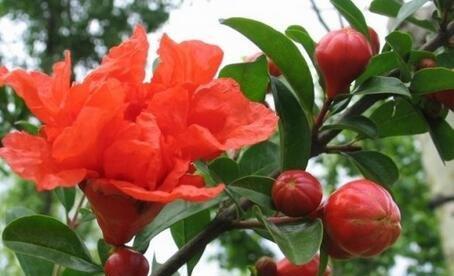 石榴自花授粉的真相是什么？常见授粉问题解答？