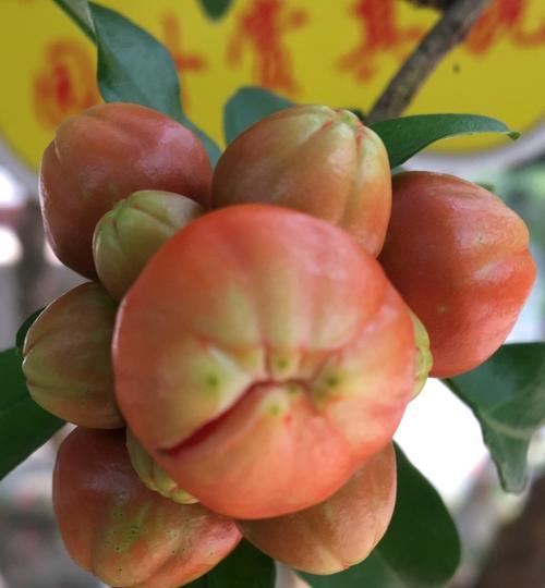 石榴自花授粉的真相是什么？常见授粉问题解答？