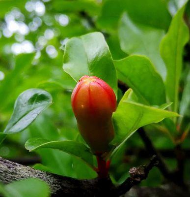 石榴自花授粉的真相是什么？常见授粉问题解答？