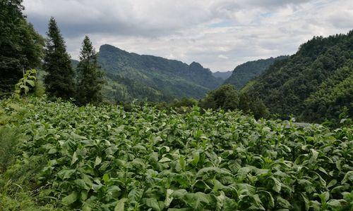 雪茄哪里产的最好？全球顶级雪茄产地有哪些？