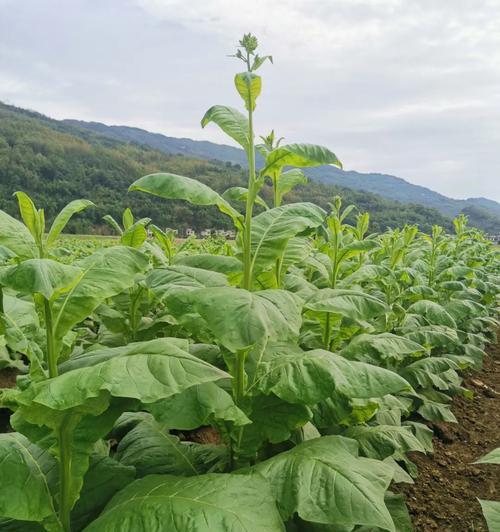 雪茄哪里产的最好？全球顶级雪茄产地有哪些？