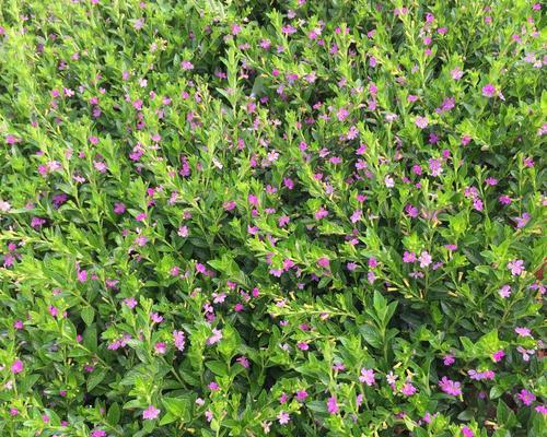 雪茄哪里产的最好？全球顶级雪茄产地有哪些？