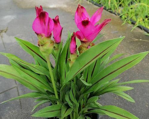 姜荷花什么时候开花?如何正确养护以促进花期? 姜荷花什么时候开花?如何正确养护以促进花期?