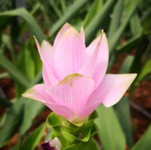 姜荷花什么时候开花?如何正确养护以促进花期? 姜荷花什么时候开花?如何正确养护以促进花期?